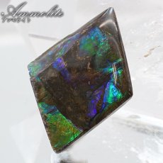 画像1: 【大決算SALE 30%OFF】 アンモライト ルース カナダ産 Ammolite 一点物  アンモナイト 化石 希少石 お守り 天然石 パワーストーン カラーストーン (1)